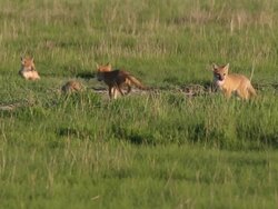 HD video swift fox pups play Pawnee National Grasslands Colorado Stock Footage