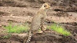 Cheetah cub watching Stock Footage