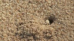 A tiny crab emerges from its hole in the sand. Stock Footage