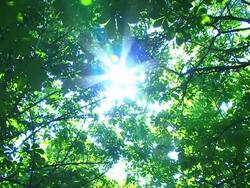 Sun in Trees Stock Footage