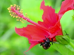 Beetle eating red flowe Stock Footage