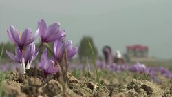 Saffron farmers' livelihoods under threat from low yields and foreign competition News Clip