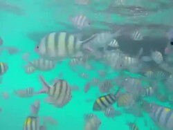Animal Sea nature Stock Footage