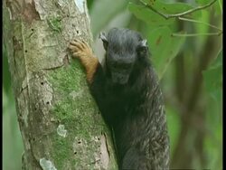 CU Golden-handed tamarin in tree, looking around nervously, South America Stock Footage