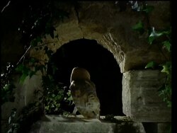 Barn owl in stone archway at night, takes off Stock Footage