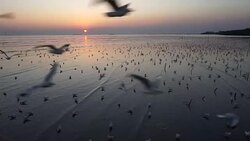 Seagulls flying and sunset. Stock Footage