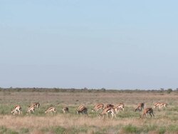 WS PAN View of Springbok herd grazing   / Central Kalahari Game Reserve, Botswana Stock Footage