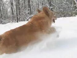 HD STEADY SLOW MO: Dog Trudging In Deep Snow Stock Footage
