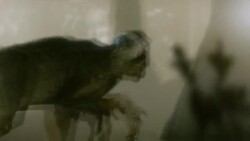 Dinosaurs hunt and fight each other in a forest. Stock Footage