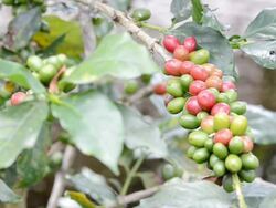 Coffee Stock Footage