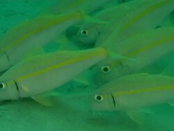 CU Shot of Yellow fin goatfish foraging on sea floor using barbles / Matola, Maputo, Mozambique Stock Footage