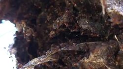 Infested with Ants Stock Footage