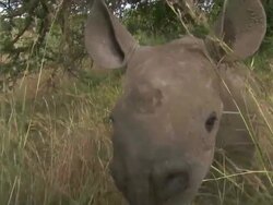 POV hand-held zoom-out - A baby black rhinoceros explores his surroundings and eats pieces of grass /  Kenya Stock Footage