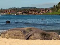 Hawaiian monk seal Stock Footage