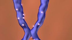 Four-stranded DNA discovered, linked to cancer Instructional Video