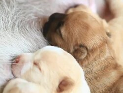 litter of little puppies suckling their mother milk Stock Footage