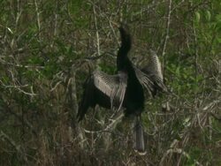 MS ZO Heron with black and white plumage displaying wingspan in bushes / Florida, USA Stock Footage