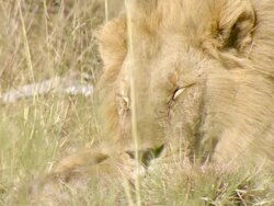 CU Shot of Male lion resting head on front paws and sleeping / Okavango Delta, North West District, Botswana Stock Footage