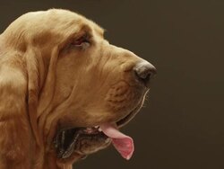 CU SLO MO Shot of Bloodhound dog with its tongue out / Shepperton, Middlesex, United Kingdom Stock Footage