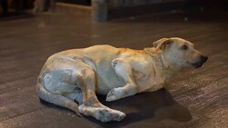 Disabled Homeless Dog Dog with 3 legs Stock Footage