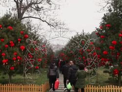 MS Red lanterns decoration on tree celebrate for spring festival at small wild goose pagoda park / xi'an, shaanxi, china Stock Footage