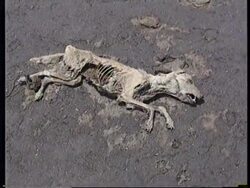 INDIA: GHIVALI: POSSIBLE LEAK FROM NUCLEAR PLANT News Clip