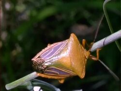 Orange coloured Shield bug, MCU on branch, Panama Stock Footage