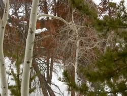 HD 1080i Pine and Aspen Tree with Snow Stock Footage