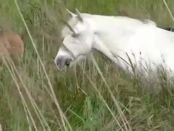 MS TS Shot of camargue horse mare and foal eating grass in swamp / Saintes Marie de la Mer, Camargue, France Stock Footage