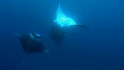 Manta Ray mating dance / copulation on Maldives. Stock Footage