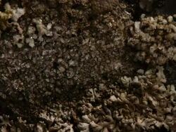 T/L frost crystals growing on stone lichens take 4, UK Stock Footage