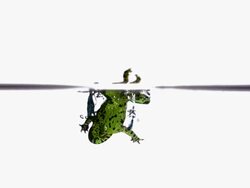 MS SLO MO Shot of red-bellied toad jumping into water and swimming / Studio, New Jersey, United States Stock Footage