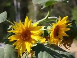 Sunflower wambling in the wind Stock Footage