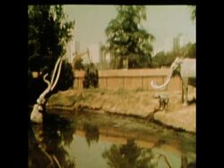 SYND 13 6 75 REMAINS OF SABRE TOOTH TIGER FOUND IN TAR PITS News Clip