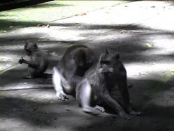 monkey scratch Stock Footage