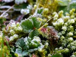  MS View of hoarfrost on grass  /  Kastel-Staadt, Rhineland-Palatinate, Germany Stock Footage