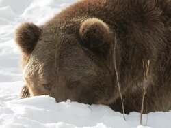 CU SLO MO Grizzly bear lying in snow / Livingstone, Montana, United States Stock Footage