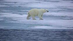 Polar Bear Stock Footage