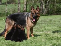 Domestic Dog, German Shepherd Dog, Female standing on Grass, three Cubs suckling, Real Time. 25 fps Stock Footage
