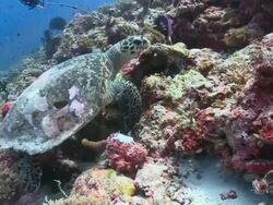 Hawksbill Turtle (Eretmochelys imbricata) feeding on coral reef wall: Checkerboard Wrasse (Halichoeres hortulanus) swims nearby, Vaavu Atoll, The Maldives Stock Footage