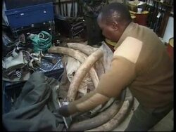 UK: LONDON: EIA CALLS FOR BAN ON IVORY TRADE News Clip