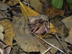 Hermit crab Stock Footage