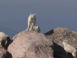 MS Shot of mountain goat kids jumping and playing on rock / Idaho Springs, Colorado, United States Stock Footage