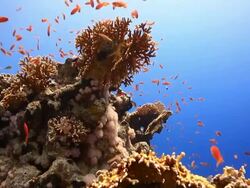 Coral And Fish Stock Footage