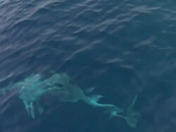 HD SLOW-MOTION: Dolphins Stock Footage