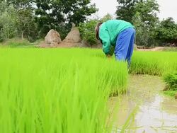 Rice seedlings Stock Footage
