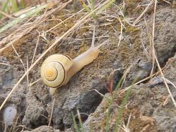 crawling snail over the mud Stock Footage