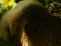 Close Up Shot Duck Mauritius Stock Footage