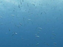 "Wide shot of school of ocean fish swimming erratically, at different distances from the viewer" Stock Footage