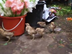 MS TS SLO MO Chicken and chicks scurrying around between market stalls / Vientiane, Laos Stock Footage